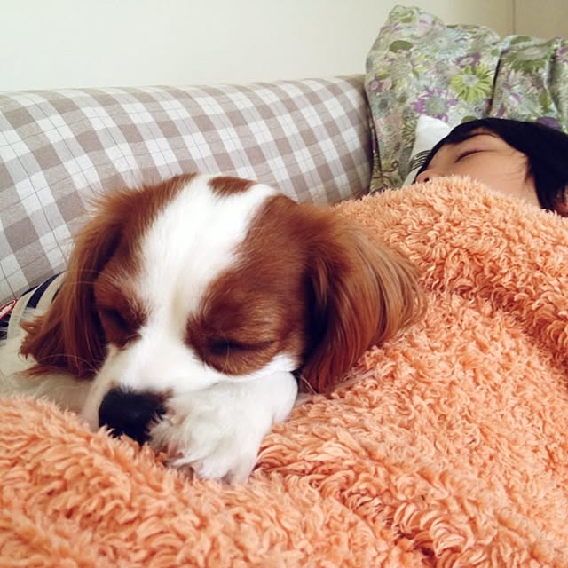 utaさんの実例写真