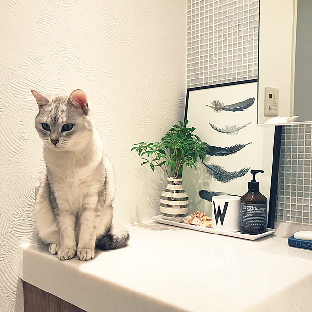 toroさんの実例写真
