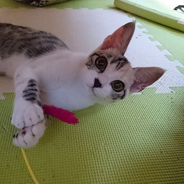 shinobuさんの実例写真