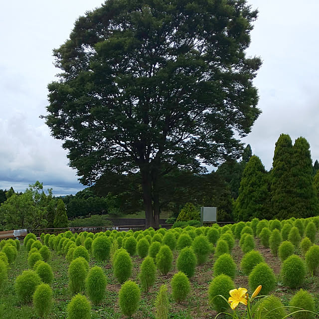 実例写真