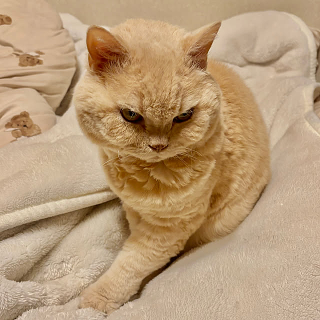 naokoさんの実例写真