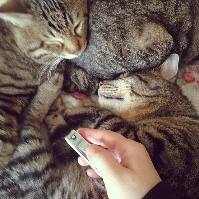 mimiishizawaさんの実例写真