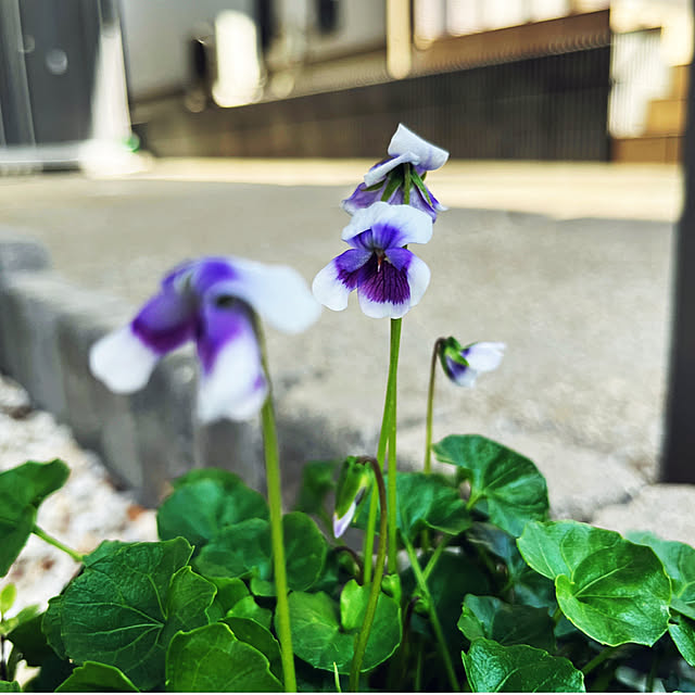 yukarin-gardenさんの部屋