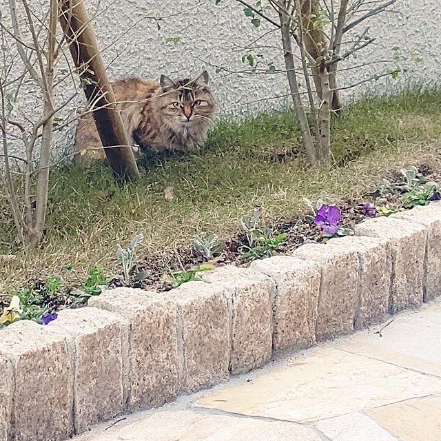 nyanpeiさんの実例写真