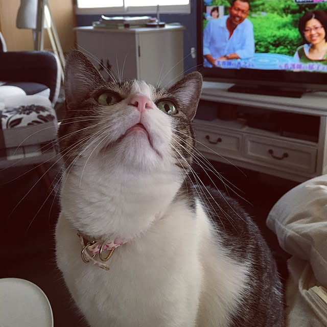 Shihoさんの実例写真