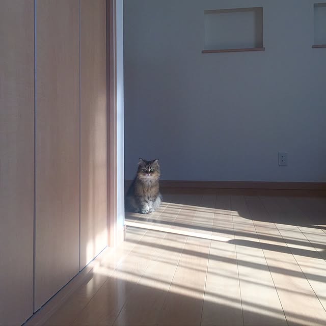 butachanさんの実例写真