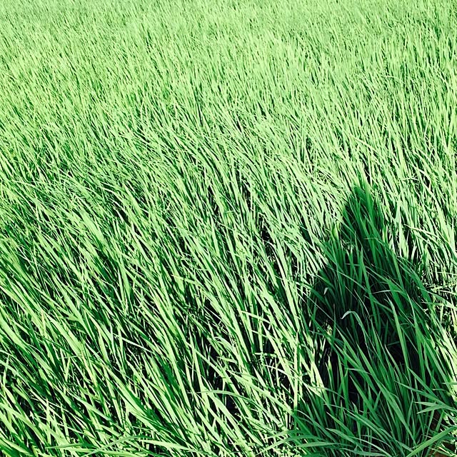 gawaaa_084さんの実例写真