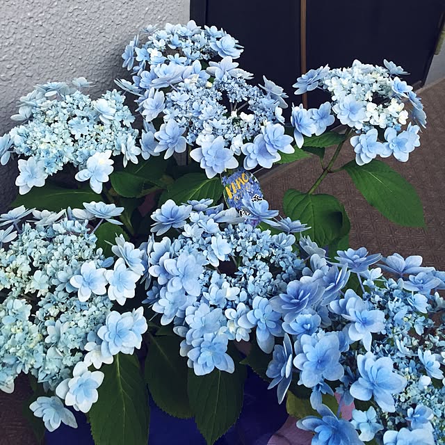 yukkoさんの実例写真