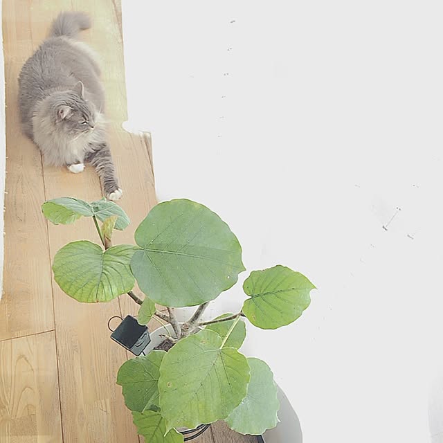 mii-tanさんの実例写真