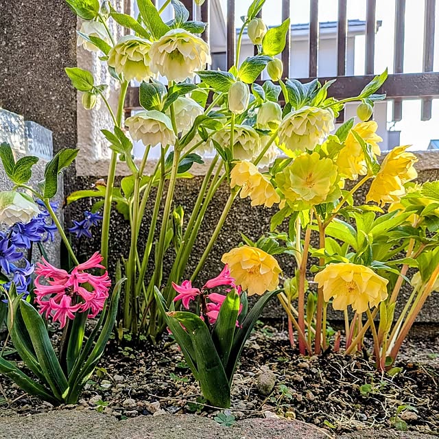 Renさんの実例写真