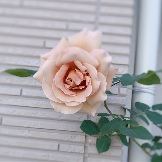 angelrose.yuuさんの実例写真