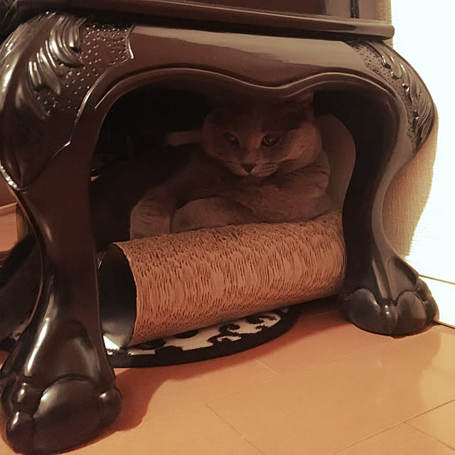 zundaさんの実例写真