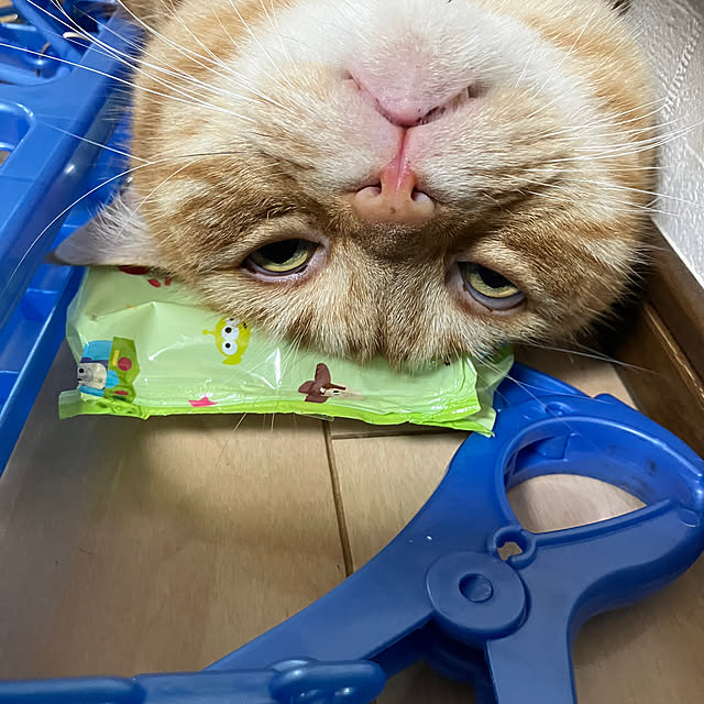nekoさんの部屋