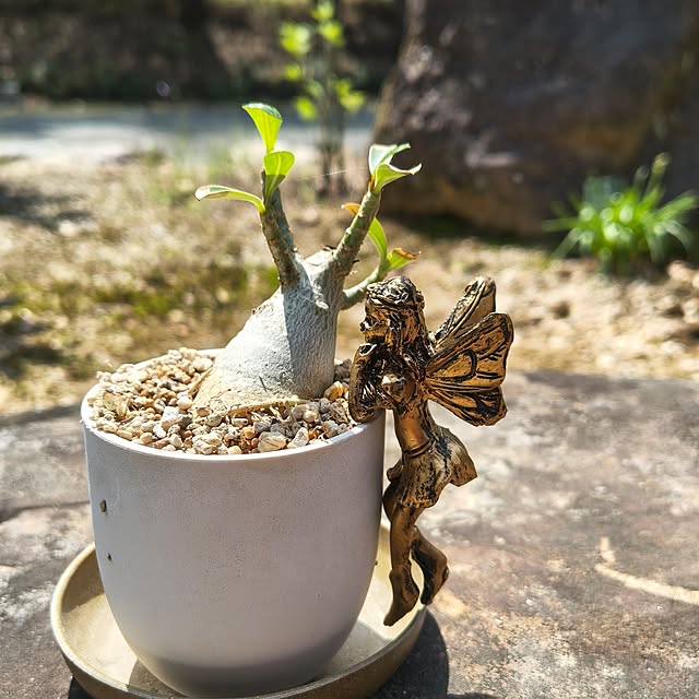 Rubiconさんの部屋