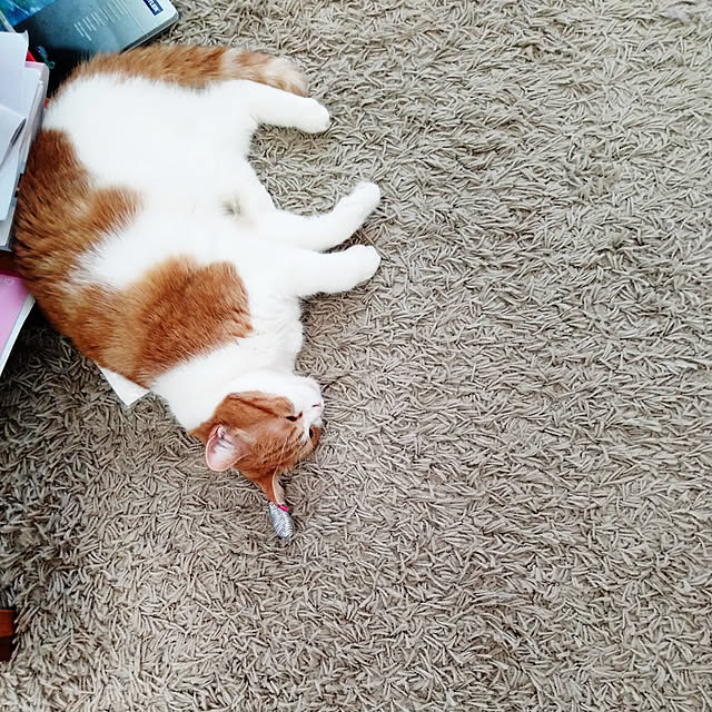 Coney_Island_NYさんの実例写真