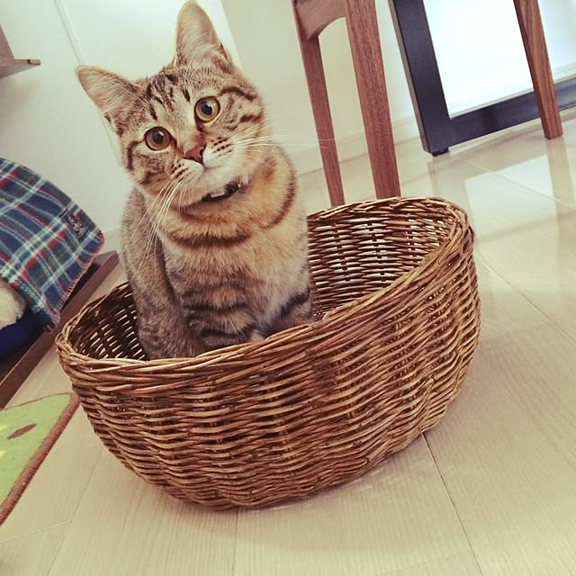 ayapiiiiceさんの実例写真