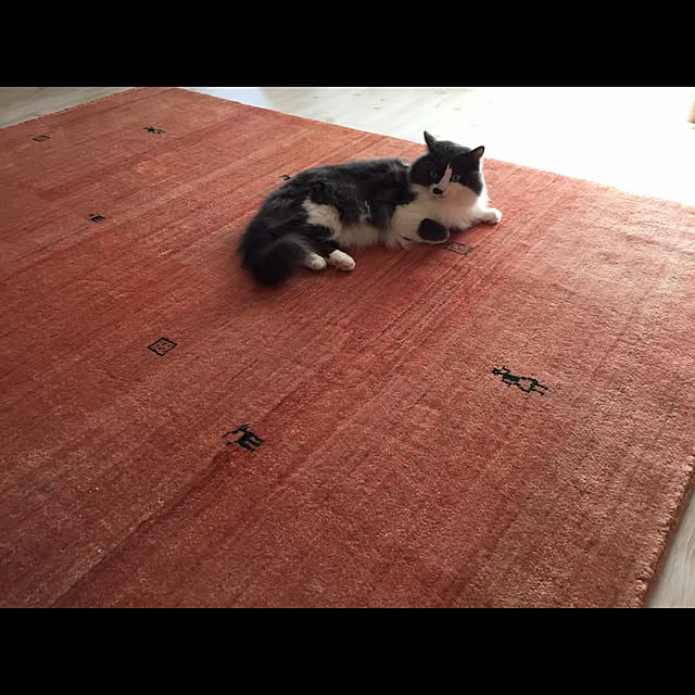 部屋全体/cat/猫/ギャッベ/ナチュラル...などのインテリア実例 - 2017-07-02 23:29:13