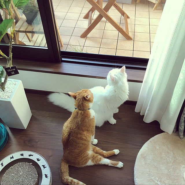 aKariさんの実例写真