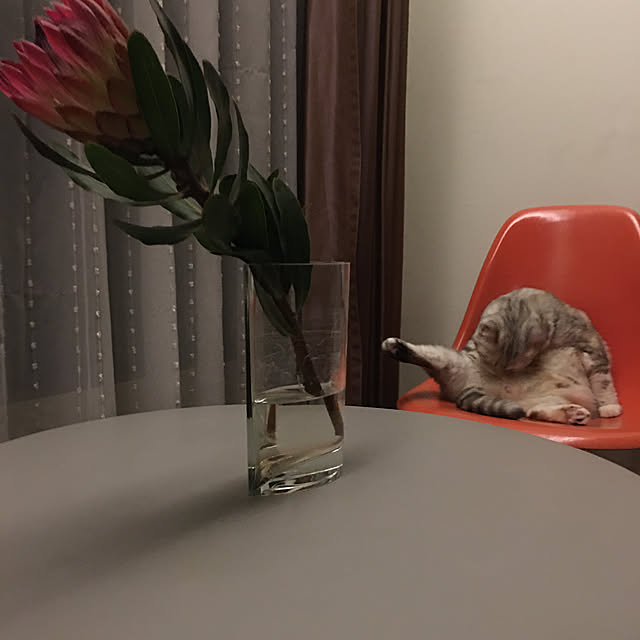 ptyyさんの実例写真