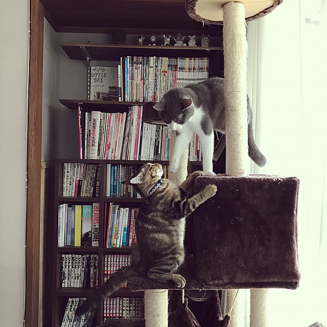 hacchiさんの実例写真