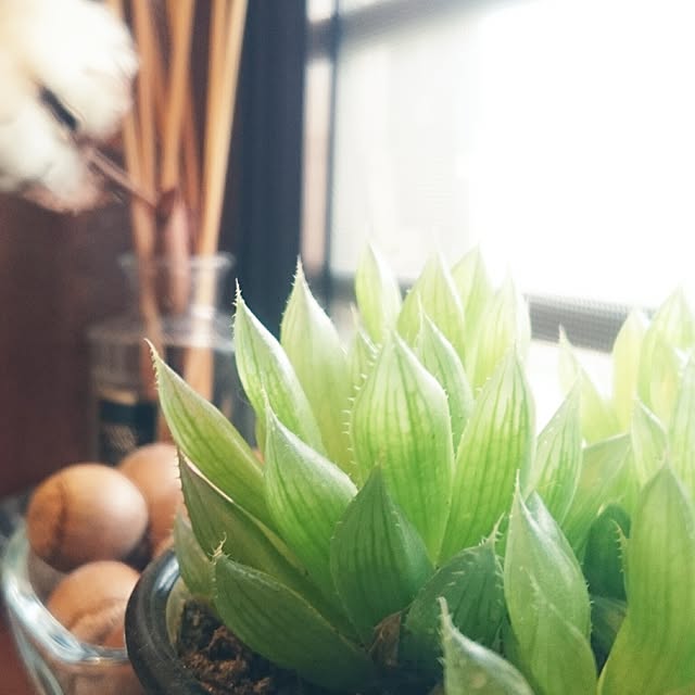kingyoさんの実例写真