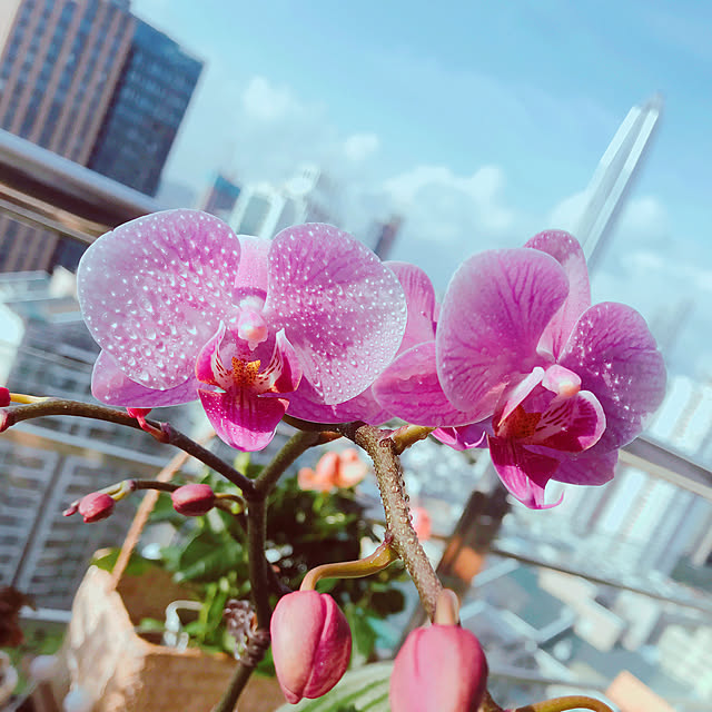 liujing525さんの実例写真