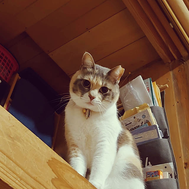 fukuさんの実例写真