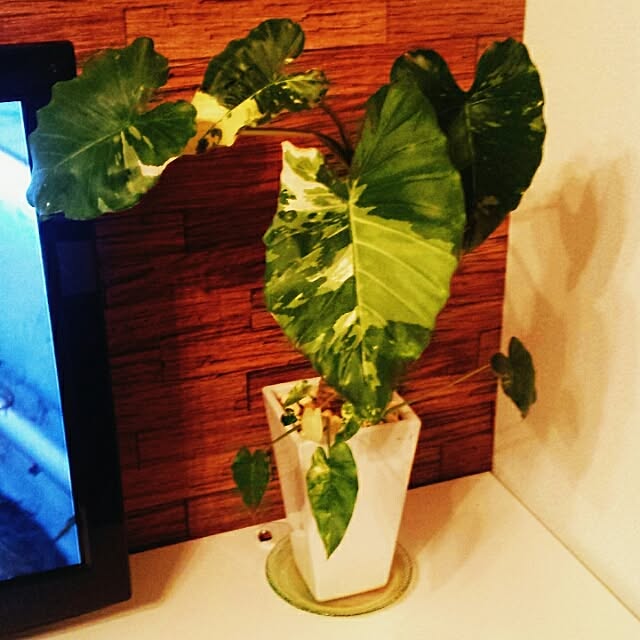 yukako...104さんの実例写真