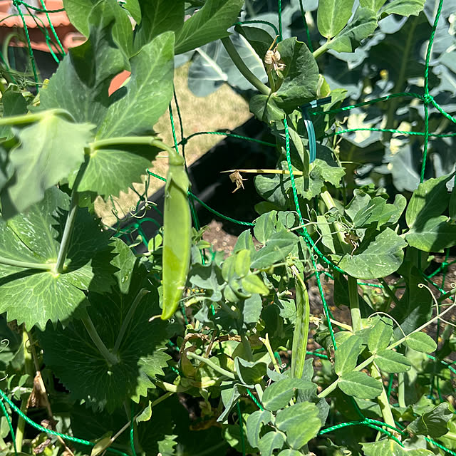 Virolさんの部屋