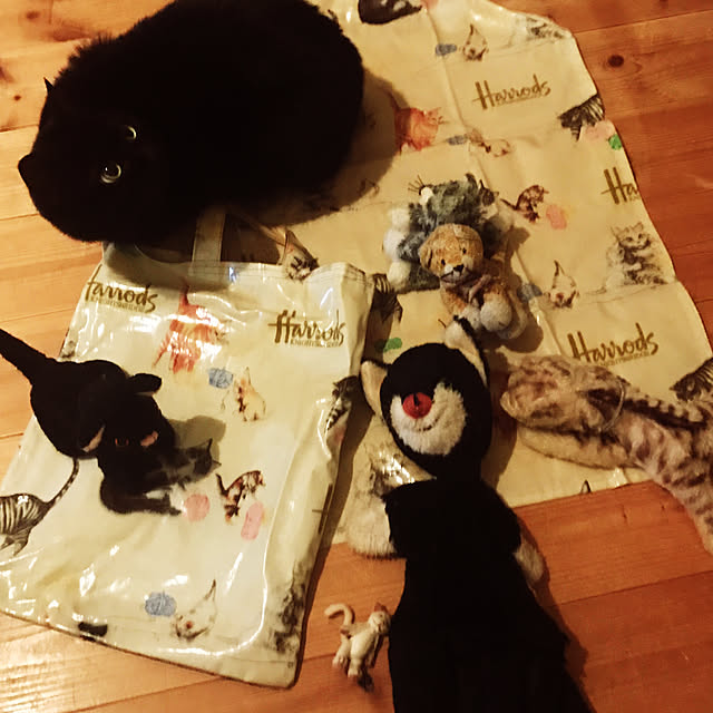 neko-2.2.2runmuさんの実例写真