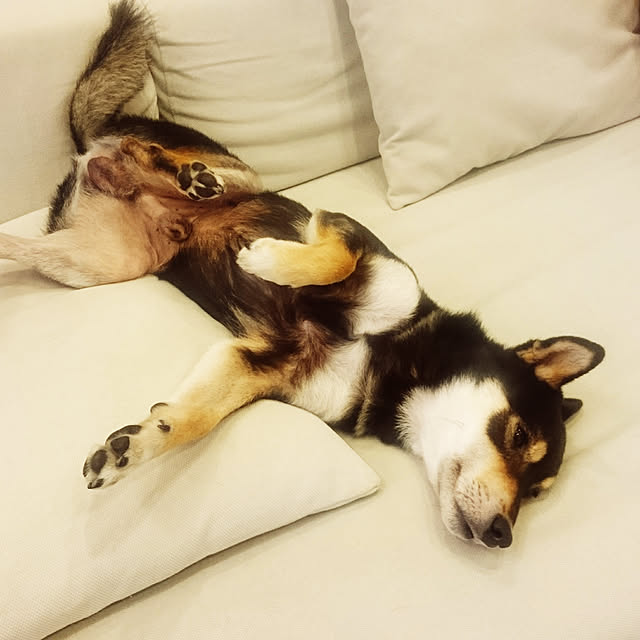 実例写真