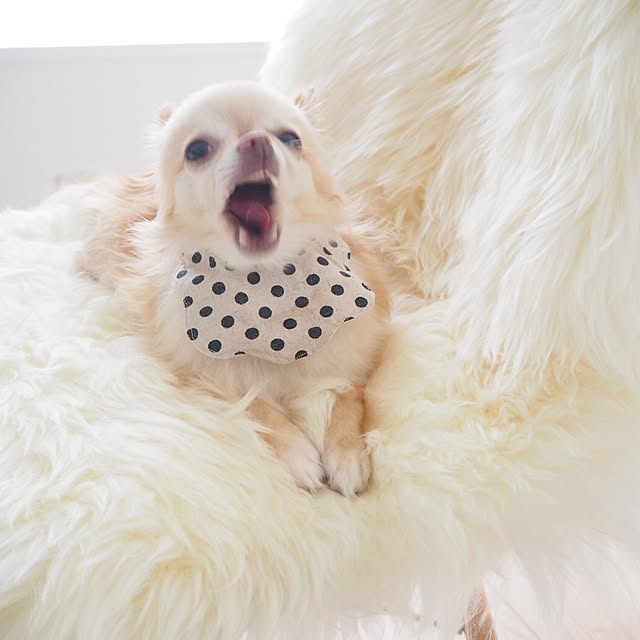 mariさんの実例写真