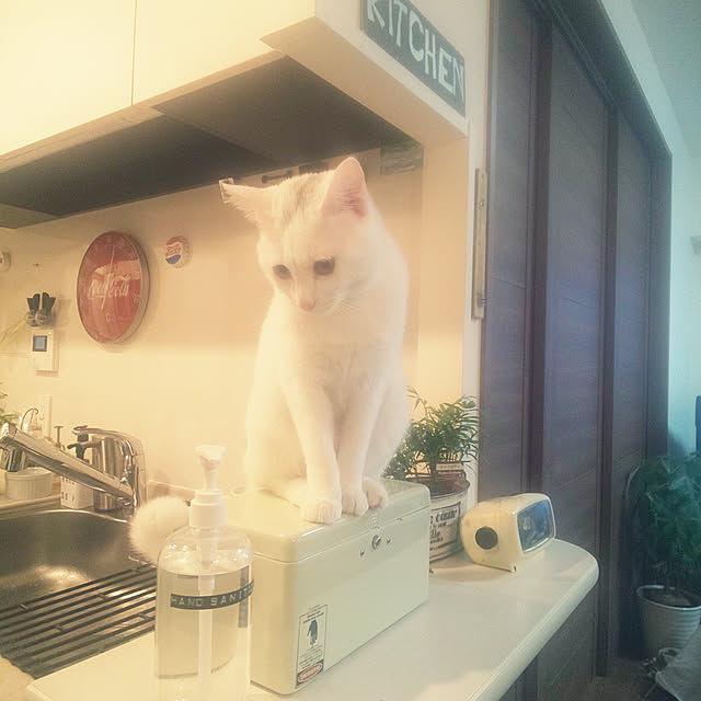 necoさんの実例写真
