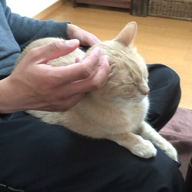 mikan161さんの実例写真