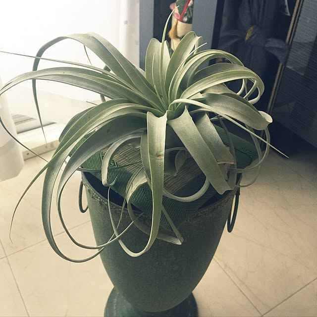 jineyjineyさんの実例写真