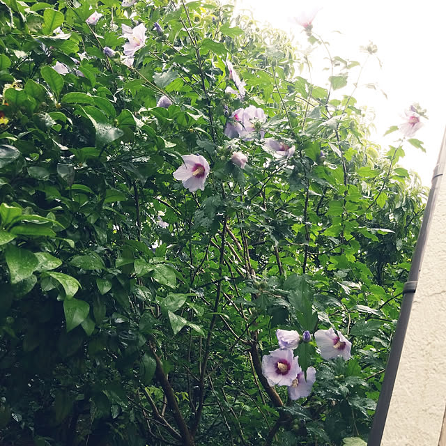 mimi828さんの実例写真