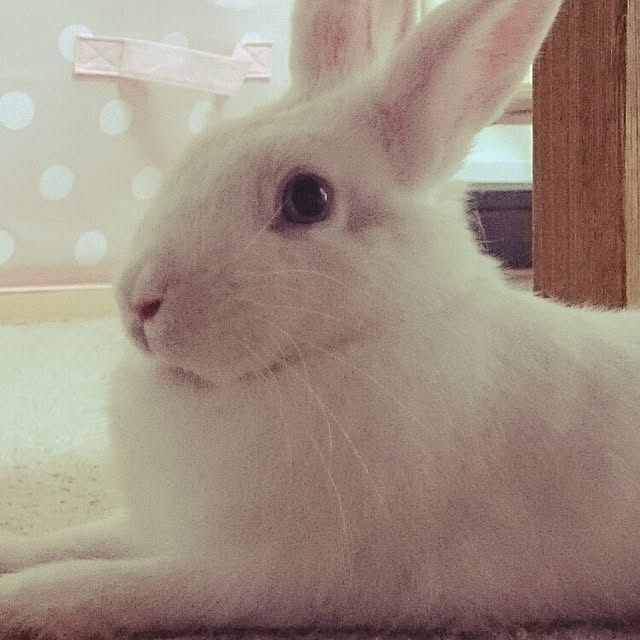 emiさんの実例写真