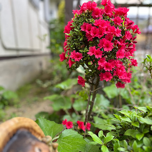 miyakoさんの実例写真
