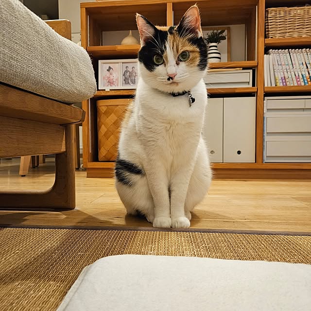 koyurizuさんの部屋