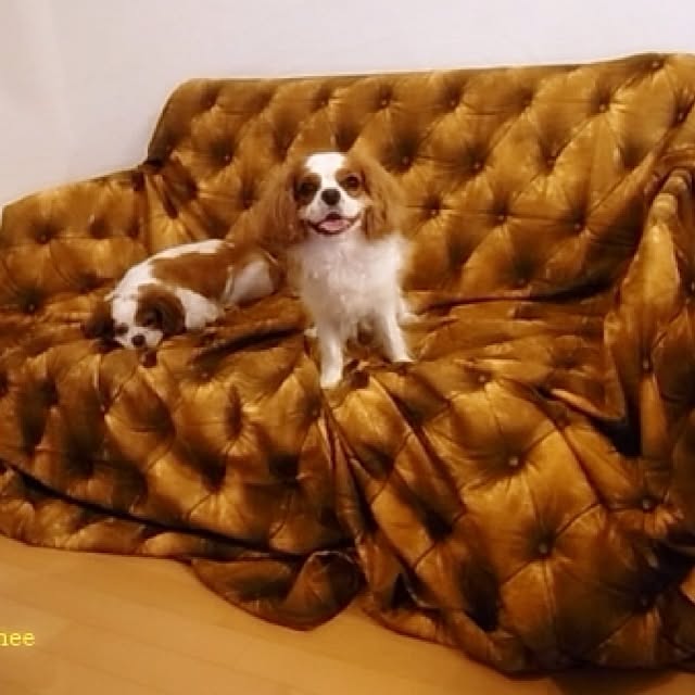 chee_popincourtさんの実例写真