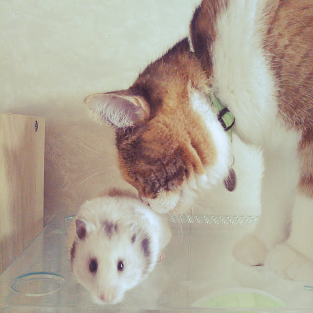 yukieさんの実例写真