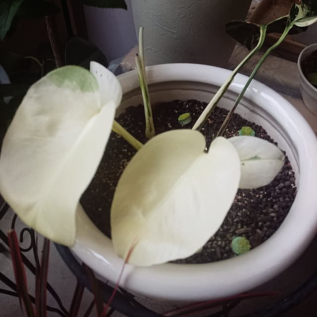ganeshさんの実例写真