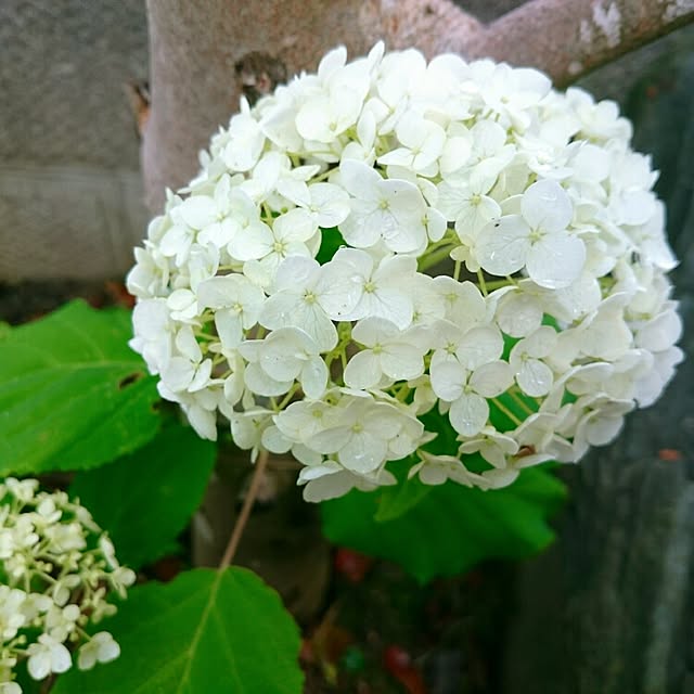 monblanさんの実例写真