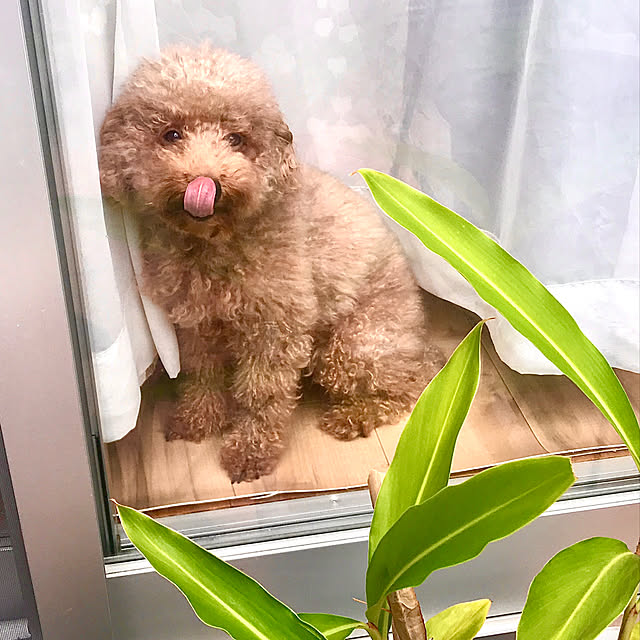 yullyさんの実例写真