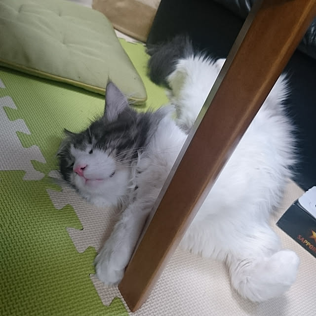 shinobuさんの実例写真