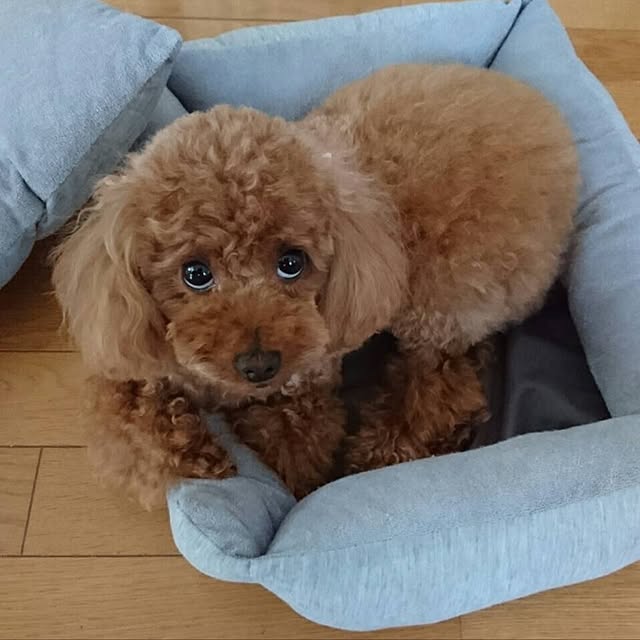 ayumoco725さんの実例写真