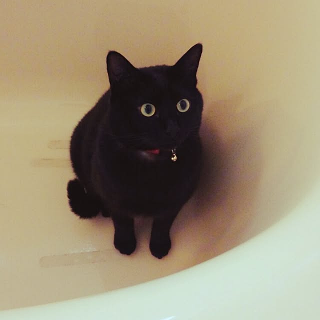 maoshinさんの実例写真