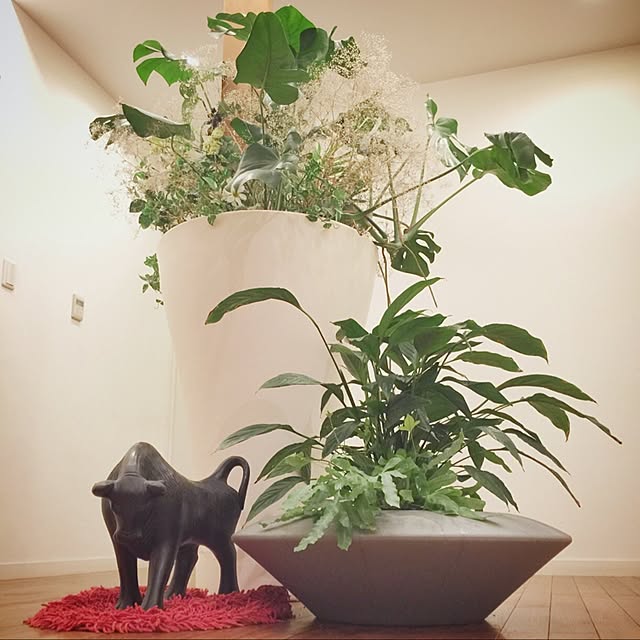 玄関/入り口/観葉植物/初投稿です♡よろしくお願いします。のインテリア実例 - 2017-05-14 14:51:25