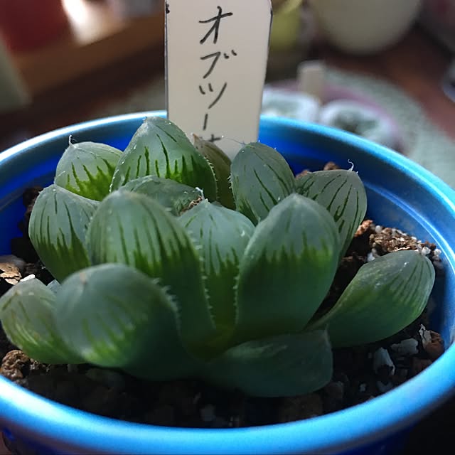 yurilily_tさんの実例写真