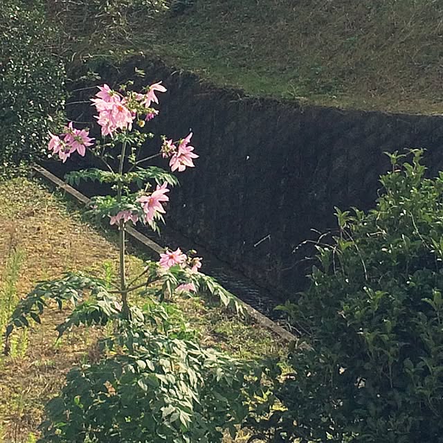 mamaikoさんの実例写真